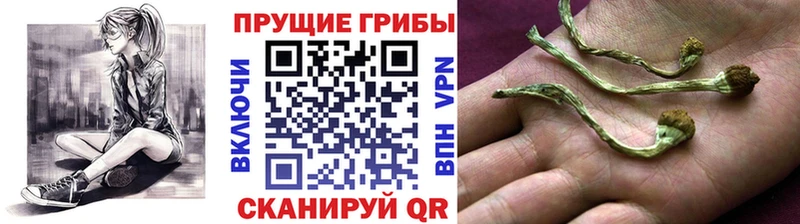 Псилоцибиновые грибы ЛСД  купить закладку  Петушки 